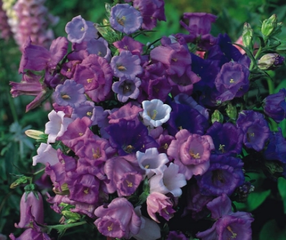 Picture of Canterbury Bells - Calycanthema Mixed